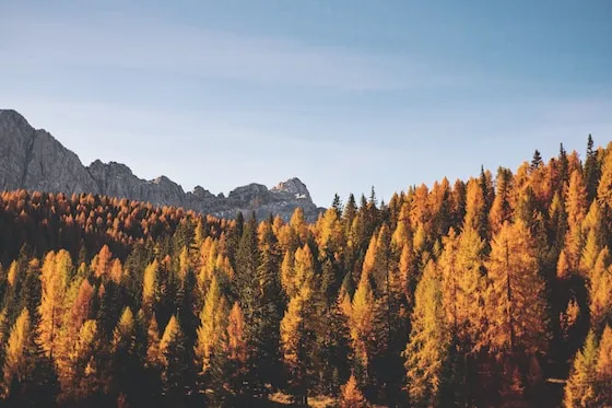 autumn